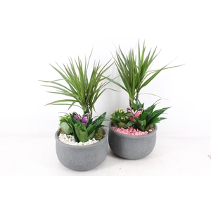 arr2 PL - Ker. barok dracena - roze/wit