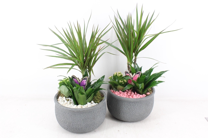 <h4>arr2 PL - Ker. barok dracena - roze/wit</h4>
