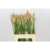 Nerine Vesta K