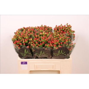 Hypericum Tomato Flair