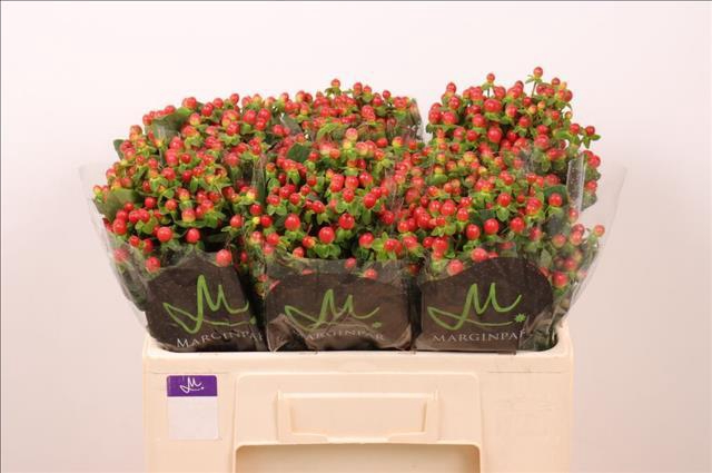 <h4>Hypericum Tomato Flair</h4>