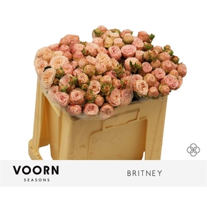 R Tr Britney Voorn Seasons