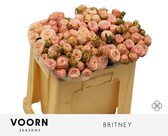 <h4>R TR BRITNEY</h4>