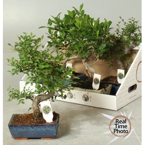 BONSAI GEM