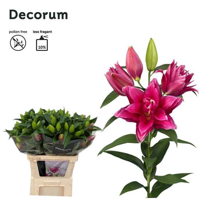 <h4>Lilium Oriental Grp dubbel Roselily Manouska</h4>