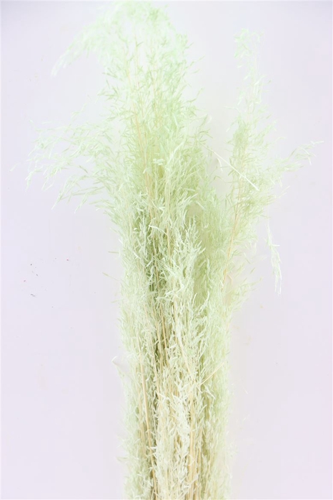 Dried Munni Grass Mint Green Bunch