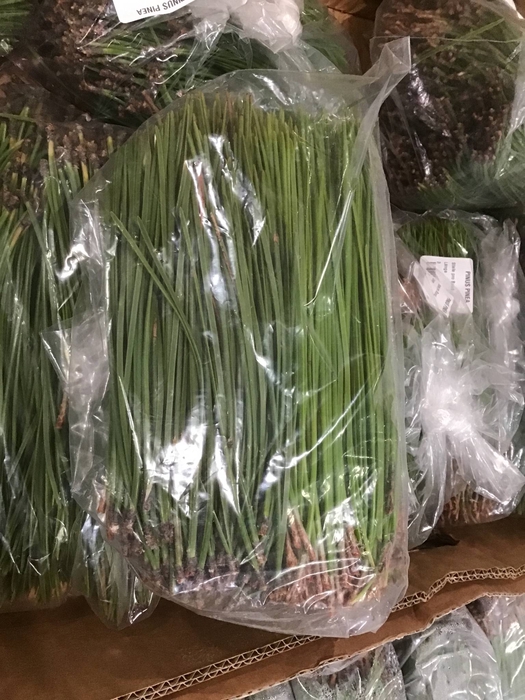 PINEA FRESH MIDDLE X15