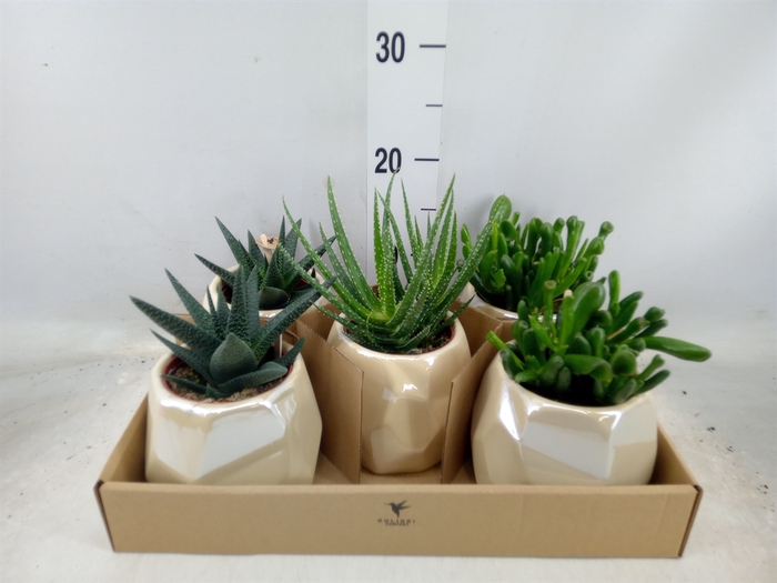 <h4>Succulents   ...mix 3</h4>