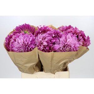 Dahlia Cafe Au Lait Rose
