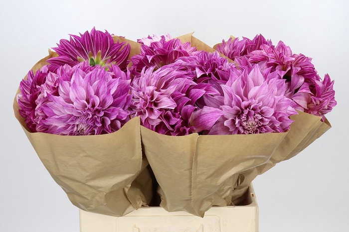<h4>Dahlia Cafe Au Lait Rose</h4>