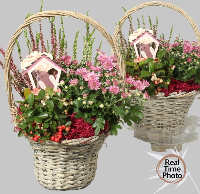 <h4>ARR TUINPLANTEN</h4>