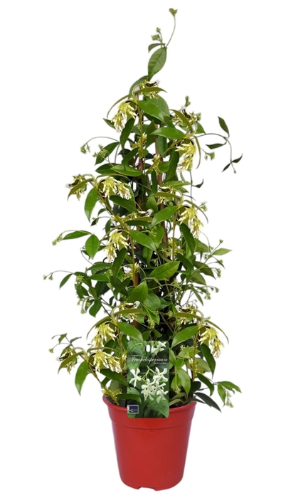 <h4>Trachelospermum jasminoides</h4>