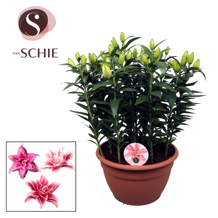 <h4>Roselily Pink XL 15pp</h4>