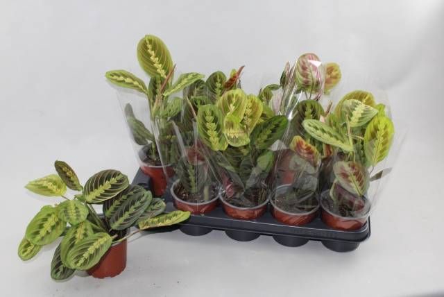 <h4>MARANTA FASCINATOR</h4>