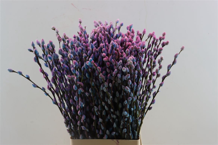 <h4>Salix Wilgenkatjes Bubblegum 70cm Pst</h4>