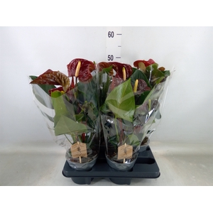 Anthurium andr. 'FC Tranquil'