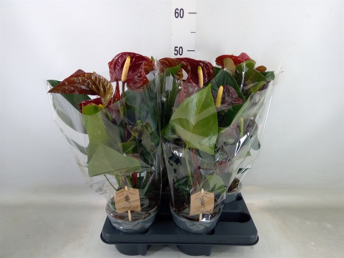 <h4>Anthurium andr. 'FC Tranquil'</h4>