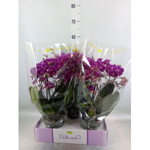 Phalaenopsis multi.   ...lilac