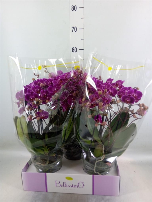 <h4>Phalaenopsis multi.   ...lilac</h4>