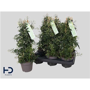Jasm Polyanthum Wit