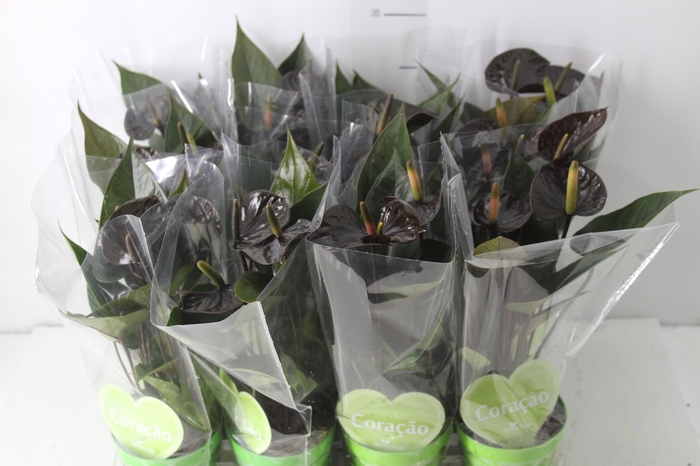 <h4>ANTHURIUM BLACK LOVE P09</h4>