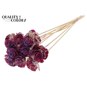 Shola Beauty Rose 6cm on stem Multicolour Cerise/Milka