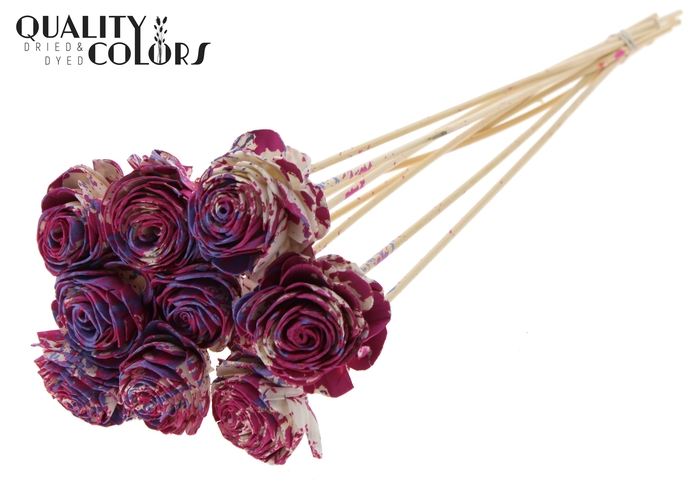 Shola Beauty Rose 6cm on stem Multicolour Cerise/Milka