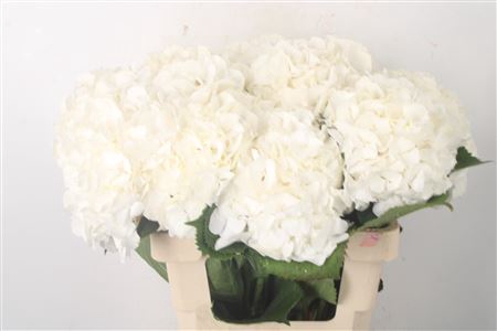 <h4>Hydr M White Verena</h4>