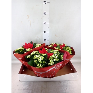 Kalanchoe blos. 'Calandiva Whites'