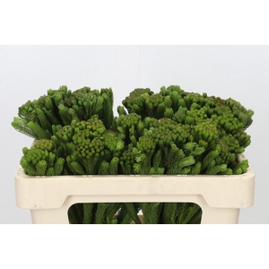 Kaaps Groen Albigreen