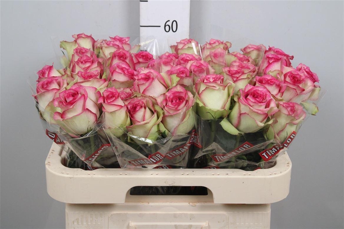 <h4>R Gr Monique</h4>