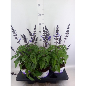 Salvia  'Salgoon Lake Blueberry'