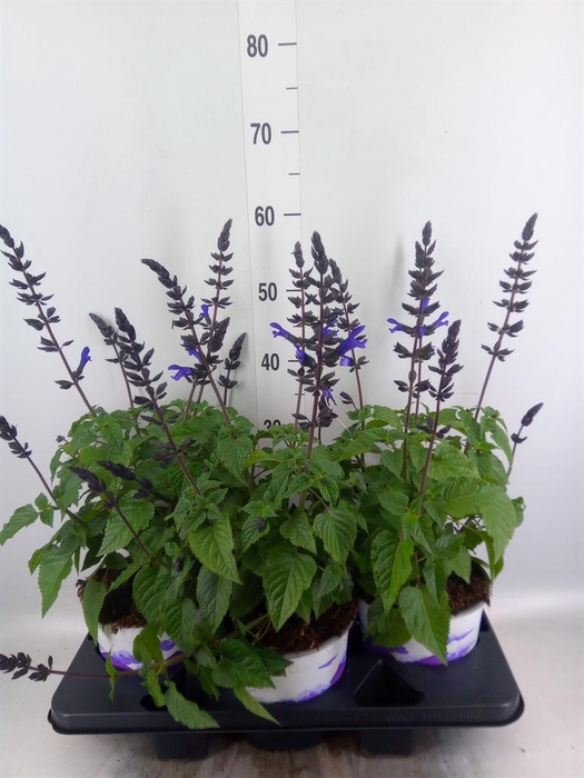 <h4>Salvia 'Salgoon Lake Blueberry'</h4>