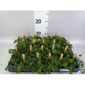 Sedum makinoi 'Kosmosje'