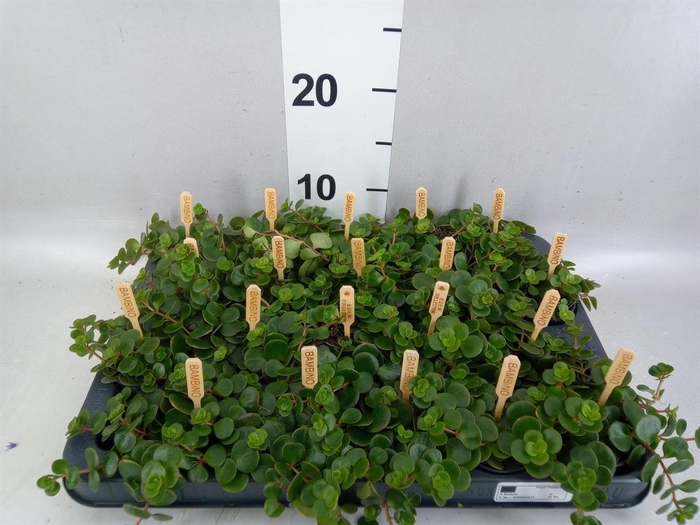 <h4>Sedum makinoi 'Kosmosje'</h4>