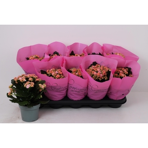 KAL GE PERFECTA PINK