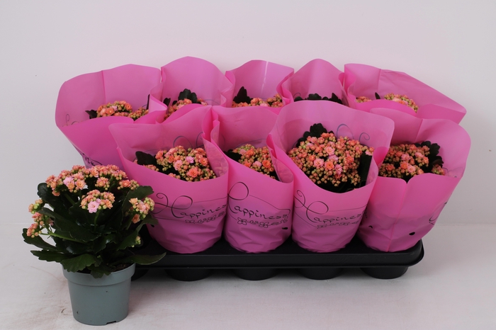 <h4>KAL GE PERFECTA PINK</h4>