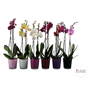 Phalaenopsis mix - 2 tak 60cm in Jackson mix