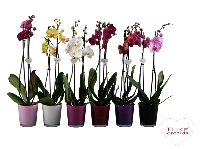 <h4>Phalaenopsis mix - 2 tak 60cm in Jackson mix</h4>