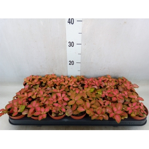 Fittonia   ...