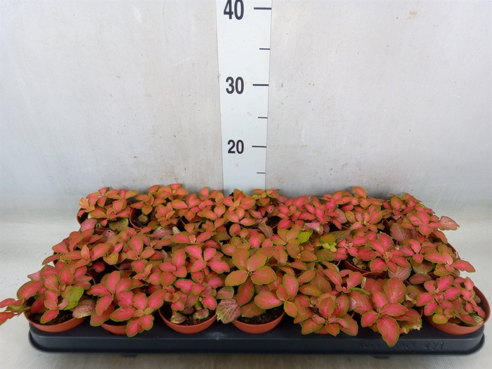 <h4>Fittonia   ...</h4>