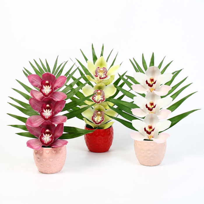 <h4>CYMB VERPAKT P BLOEM 5012</h4>