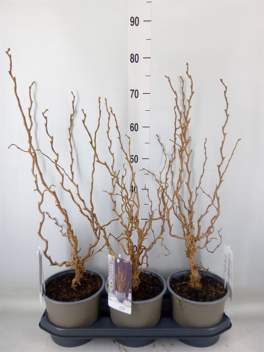 <h4>Corylus avellana</h4>