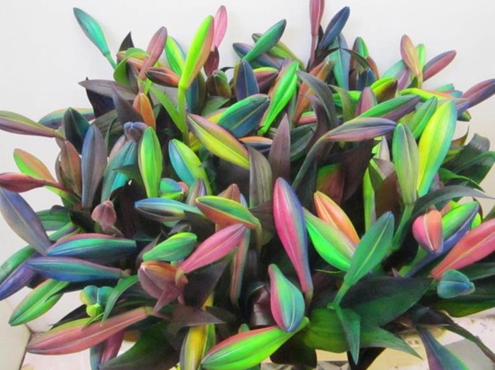 <h4>Li Lf Rainbow</h4>