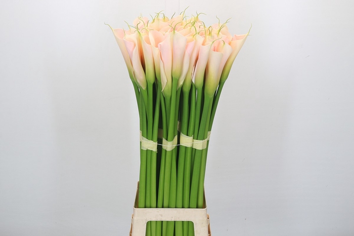 <h4>Zantedeschia Eydolls Salmon</h4>