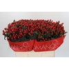 Hypericum True Romance