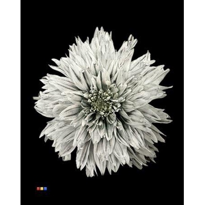 Chr G Undercover Grey