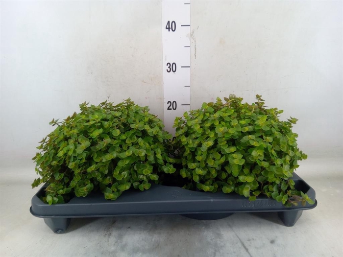 <h4>Callisia repens</h4>