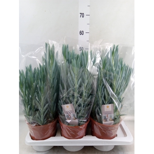Curio ficoides 'Mount everest'