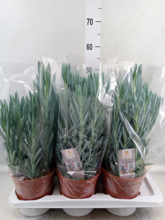 <h4>Curio ficoides 'Mount everest'</h4>